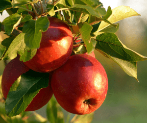 apples health benefits and recipes